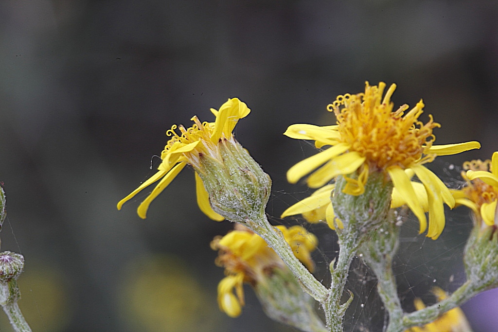 Jacobaea erucifolia / Senecione serpeggiante