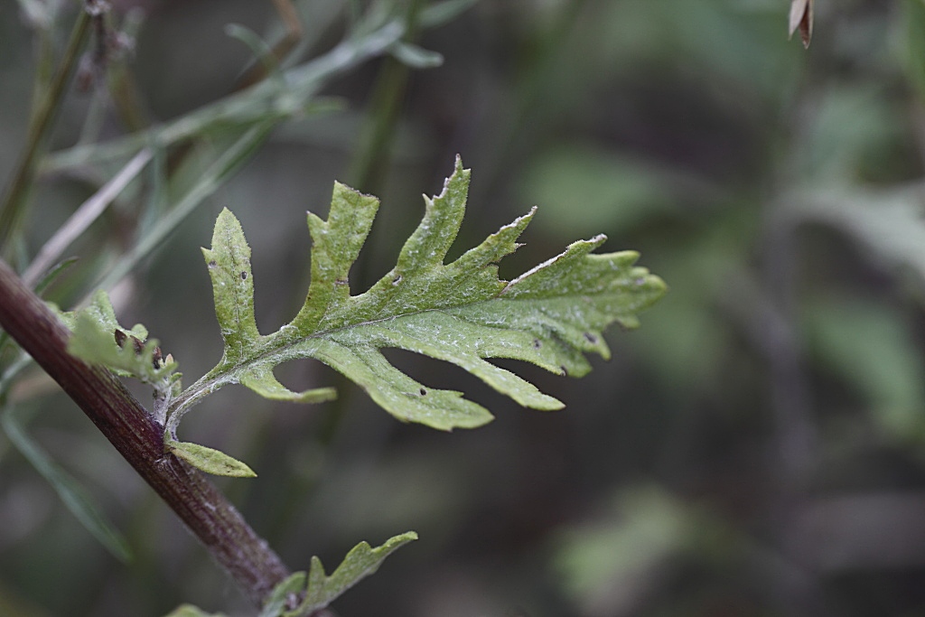 Jacobaea erucifolia / Senecione serpeggiante