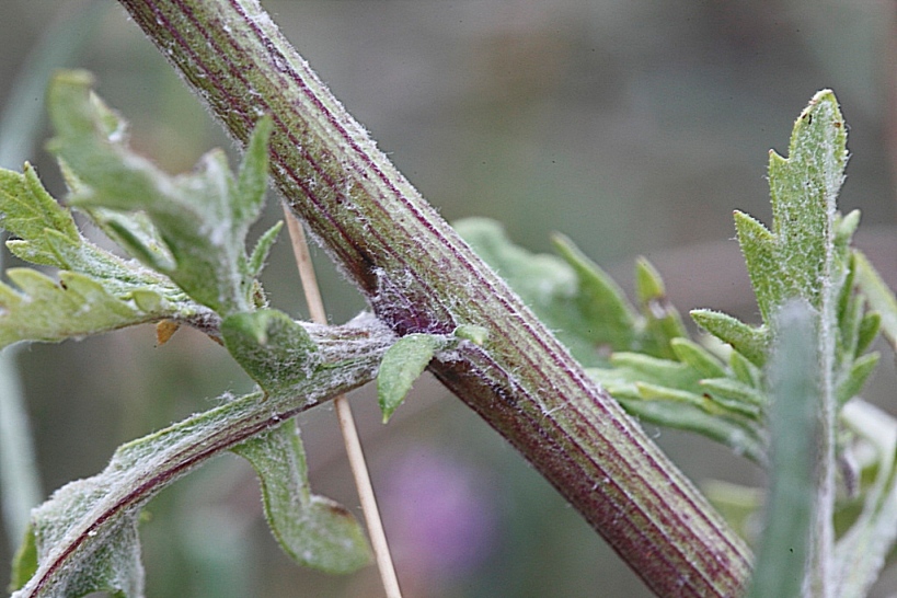 Jacobaea erucifolia / Senecione serpeggiante