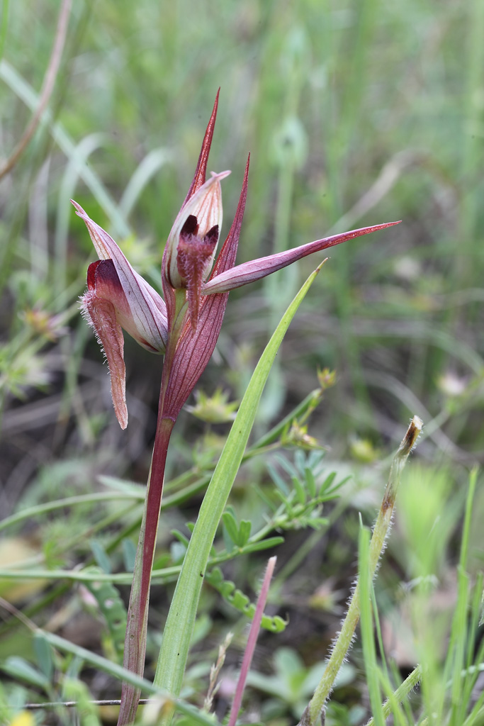 Serapias vomeracea