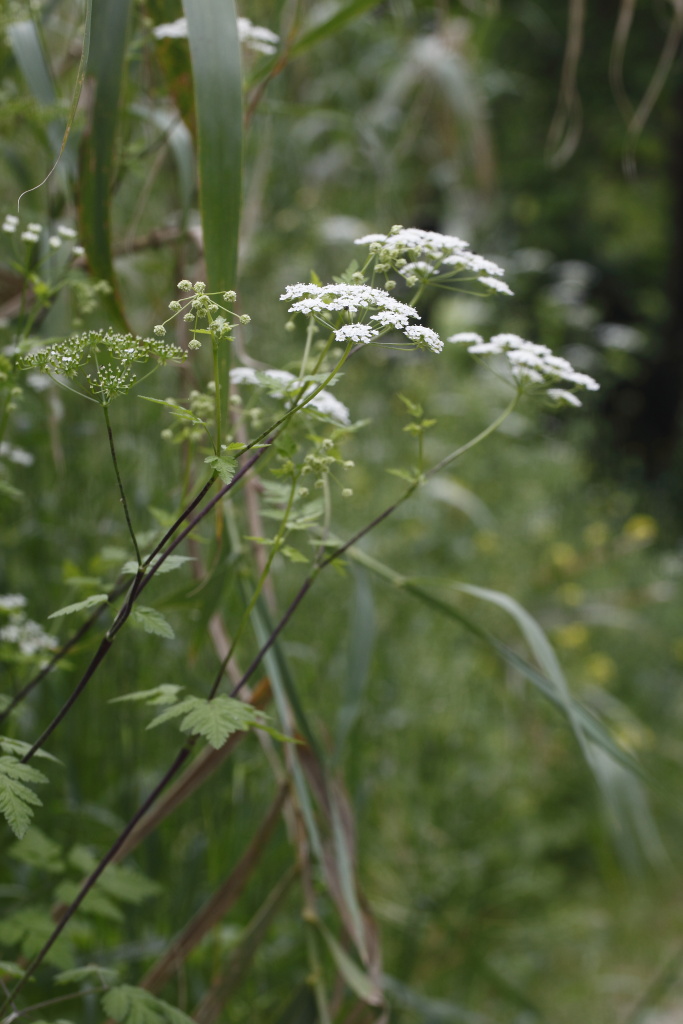 Chaerophyllum temulum / Cerfoglio peloso