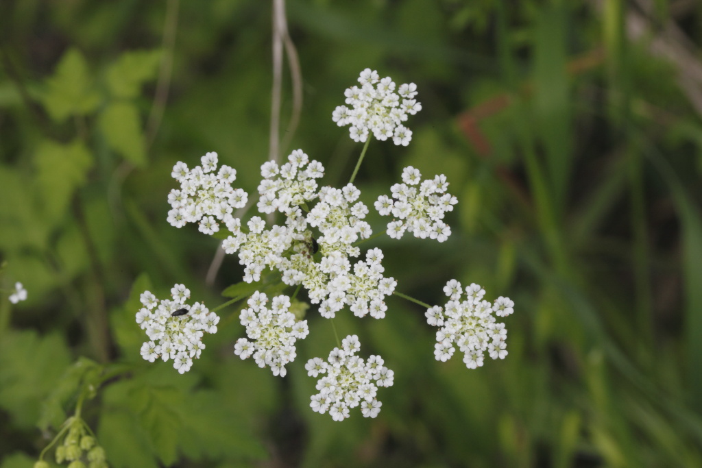 Chaerophyllum temulum / Cerfoglio peloso