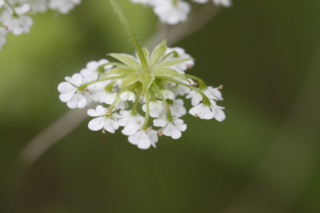 Chaerophyllum temulum / Cerfoglio peloso