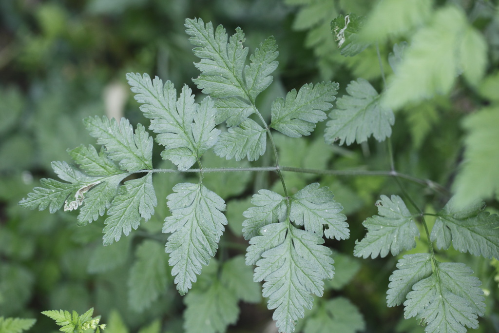 Chaerophyllum temulum / Cerfoglio peloso