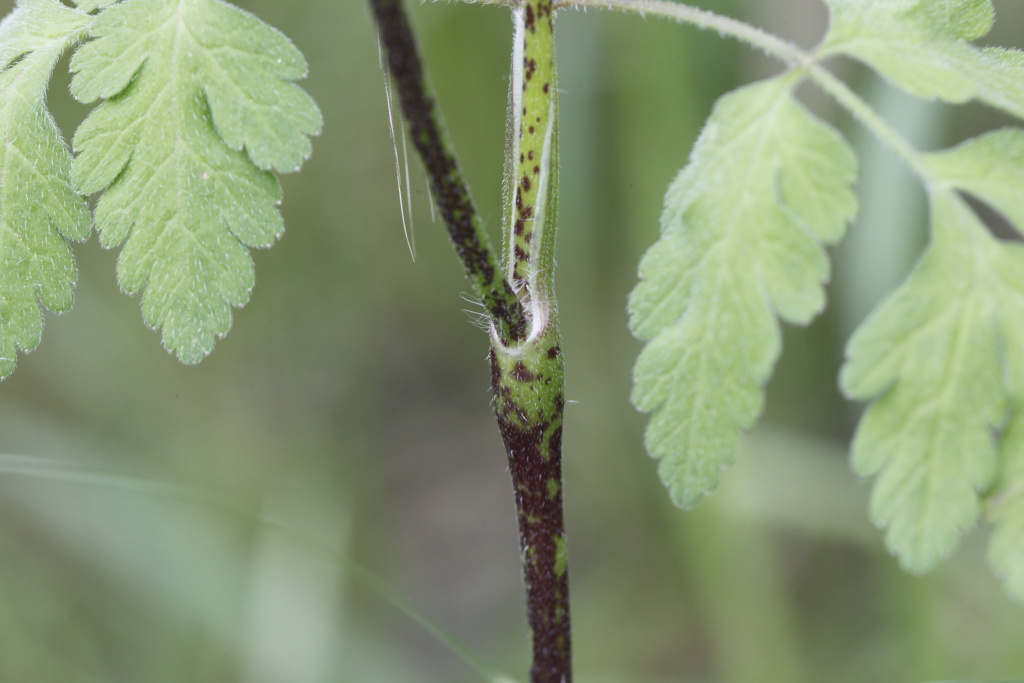 Chaerophyllum temulum / Cerfoglio peloso