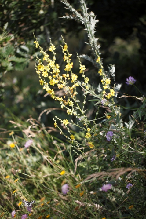 Verbascum sinuatum