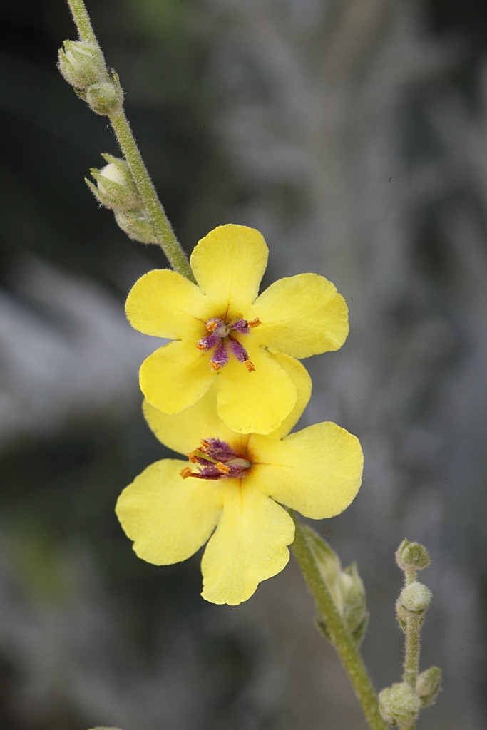 Verbascum sinuatum