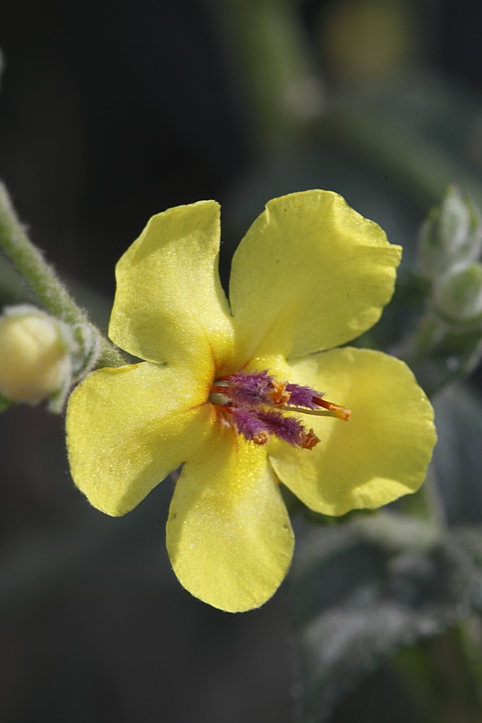 Verbascum sinuatum