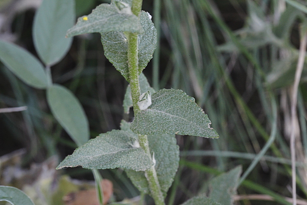 Verbascum sinuatum