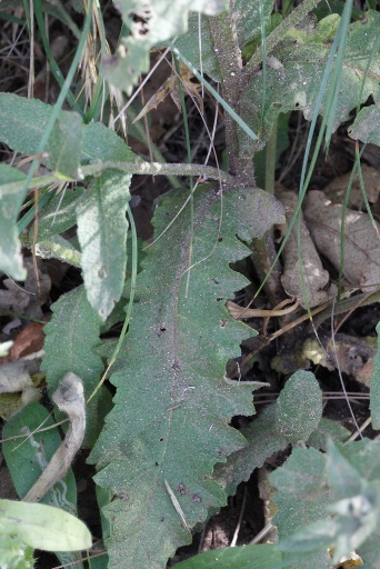 Verbascum sinuatum