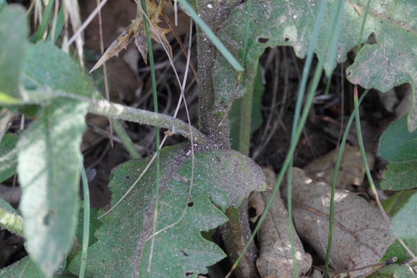 Verbascum sinuatum