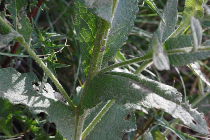 Verbascum sinuatum