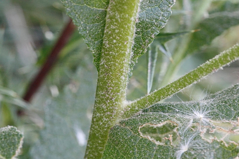 Verbascum sinuatum