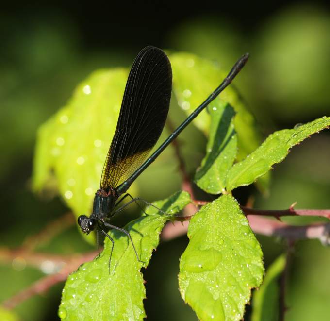 Calopteryx haemorrhoidalis?