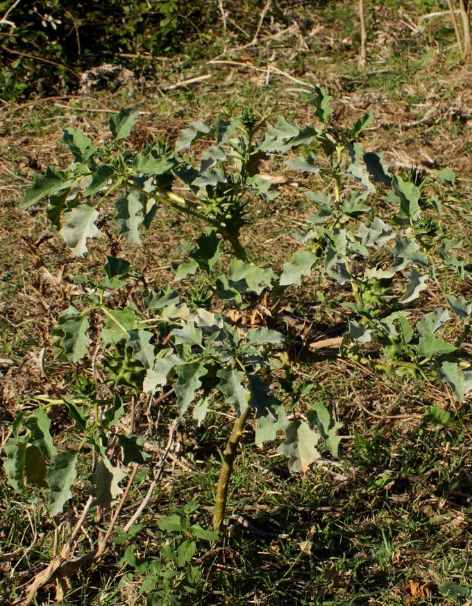 Datura ferox / Stramonio spinosissimo