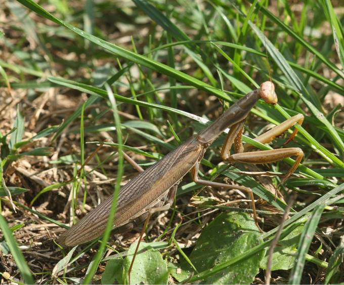 Ameles decolor?  No, Mantis religiosa, femmina