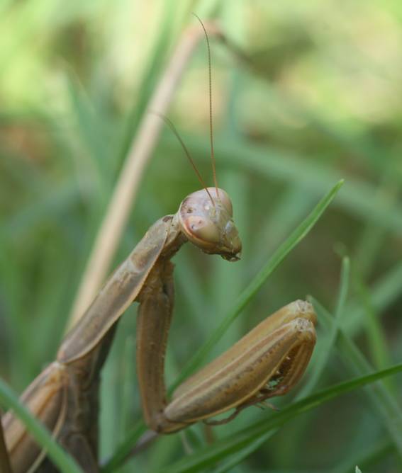 Ameles decolor?  No, Mantis religiosa, femmina