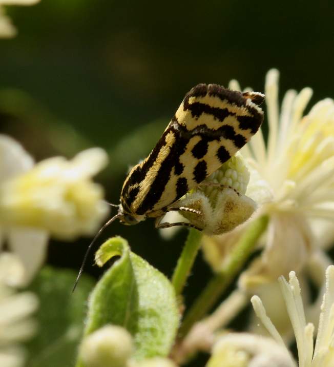 Conferma Emmelia trabealis