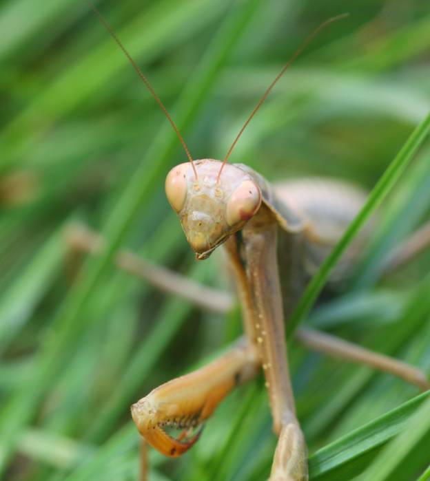 Ameles decolor?  No, Mantis religiosa, femmina