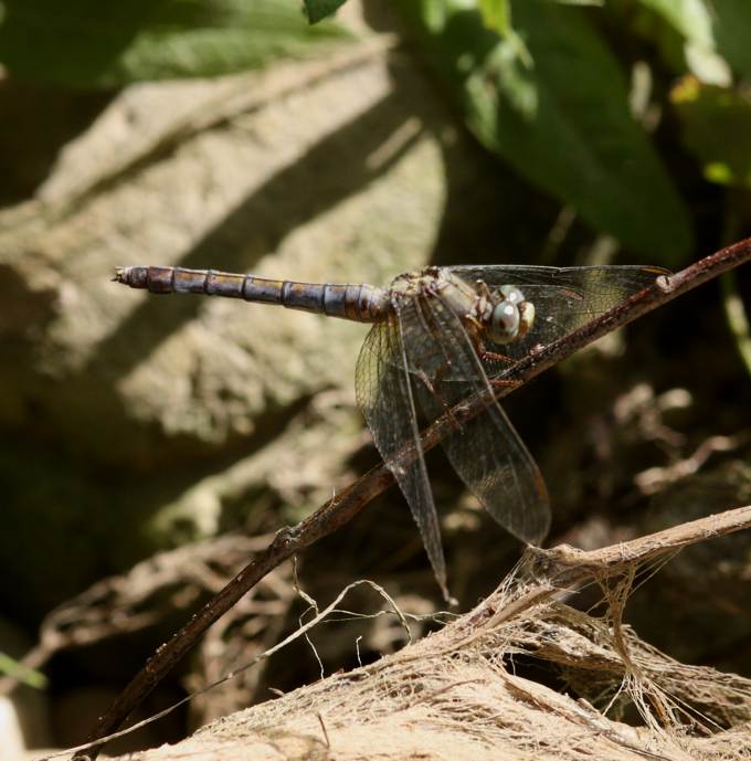 Orthetrum cancellatum?