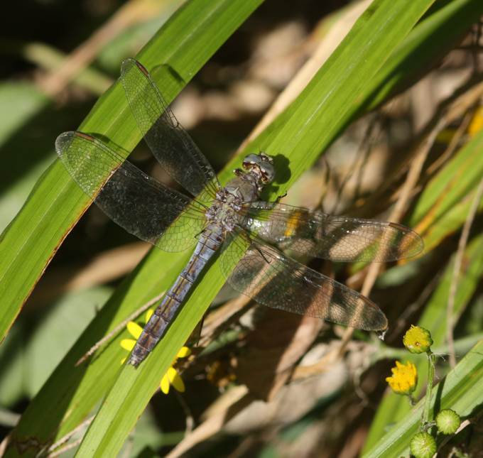 Orthetrum cancellatum?