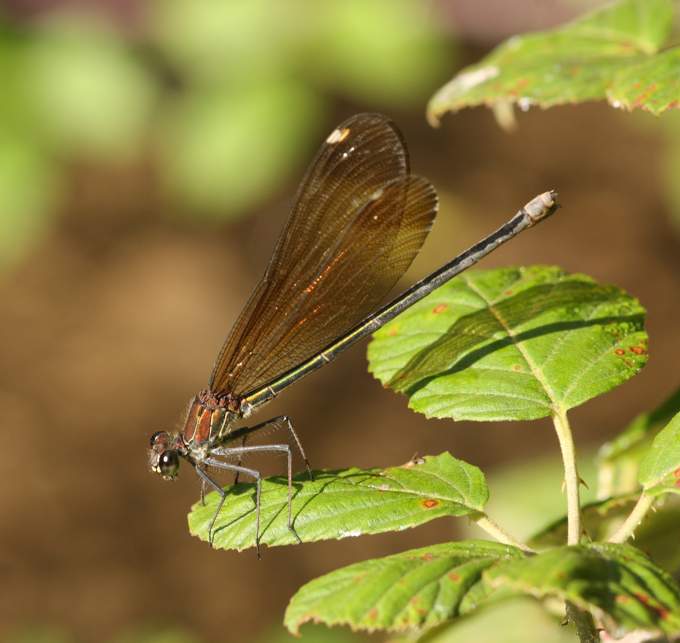 Calopteryx haemorrhoidalis?