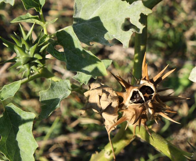 Datura ferox / Stramonio spinosissimo