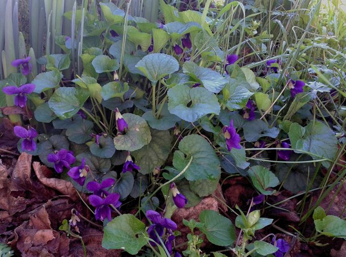 Viola odorata / Viola mammola