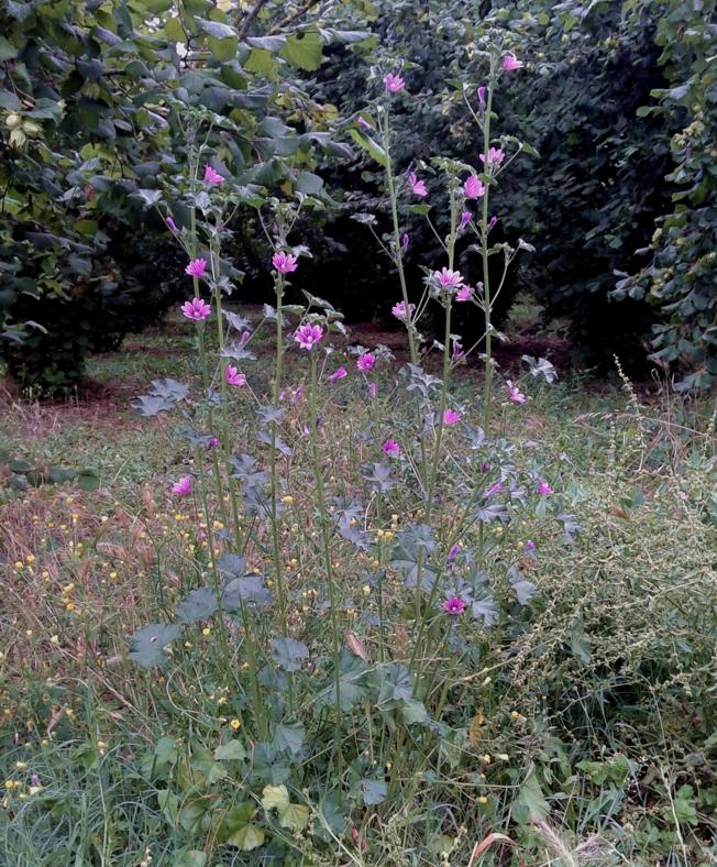 Malva sylvestris