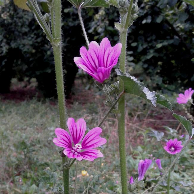 Malva sylvestris