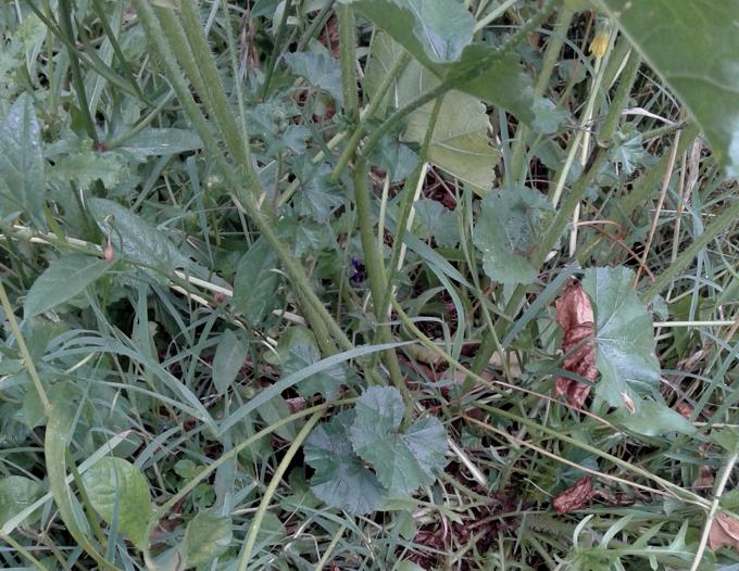 Malva sylvestris