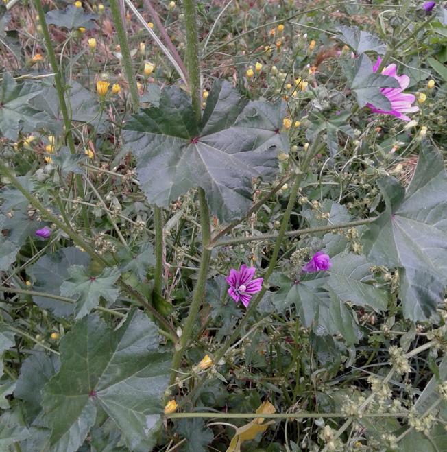 Malva sylvestris