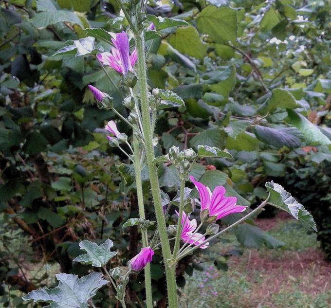 Malva sylvestris