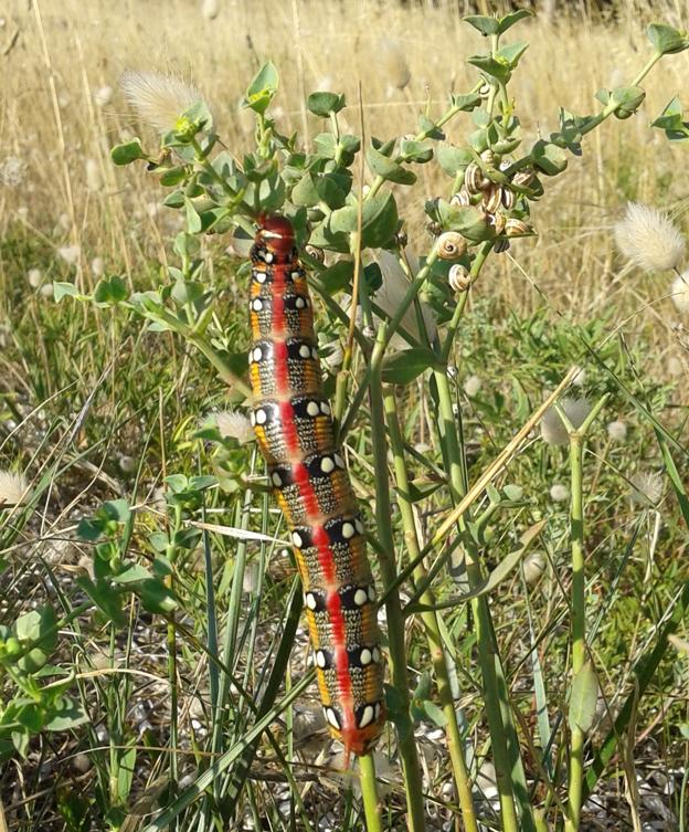 Conferma Hyles euphorbiae