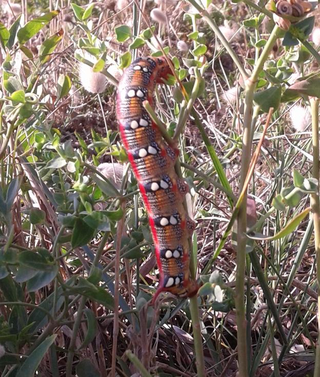 Conferma Hyles euphorbiae