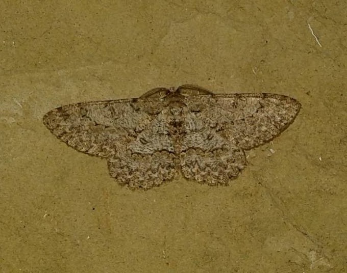 Geometridae da identificare - Hypomecis punctinalis