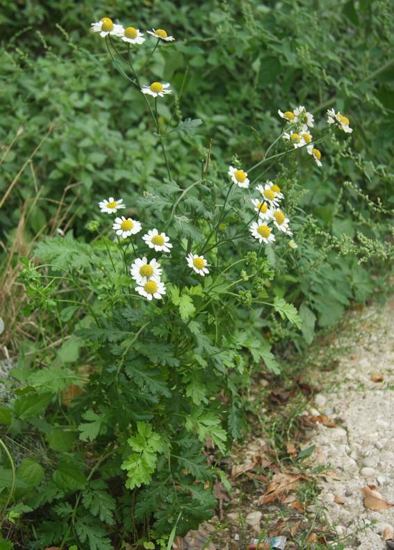 Tanacetum parthenium / Erba amara vera