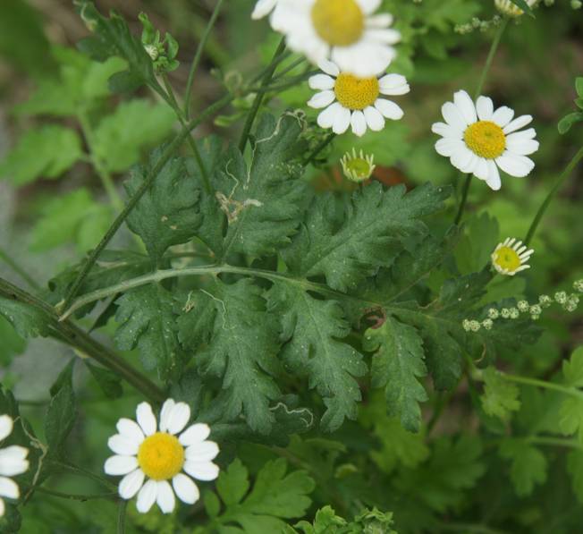 Tanacetum parthenium / Erba amara vera