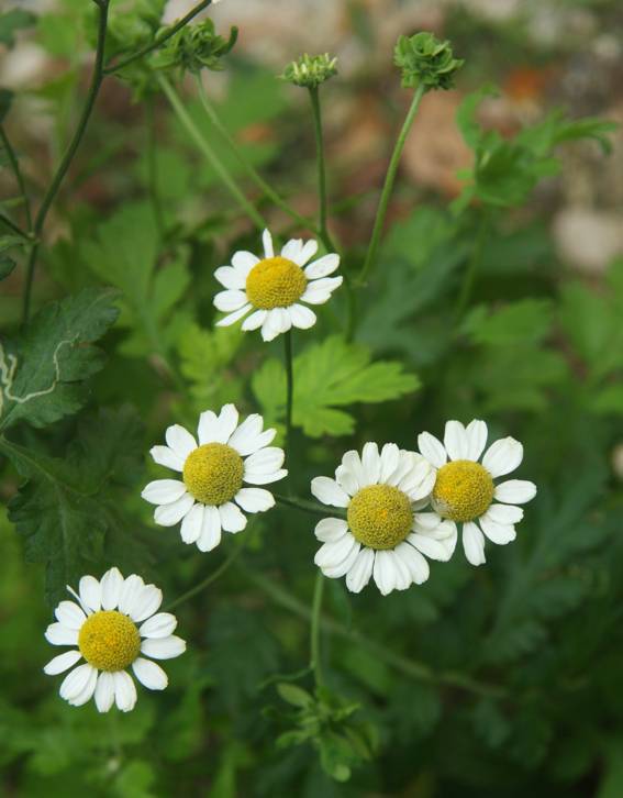 Tanacetum parthenium / Erba amara vera