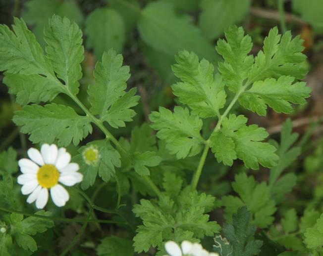 Tanacetum parthenium / Erba amara vera