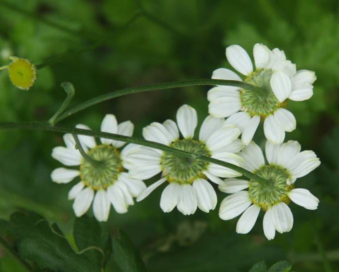 Tanacetum parthenium / Erba amara vera