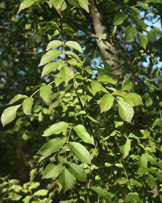 Fraxinus ornus