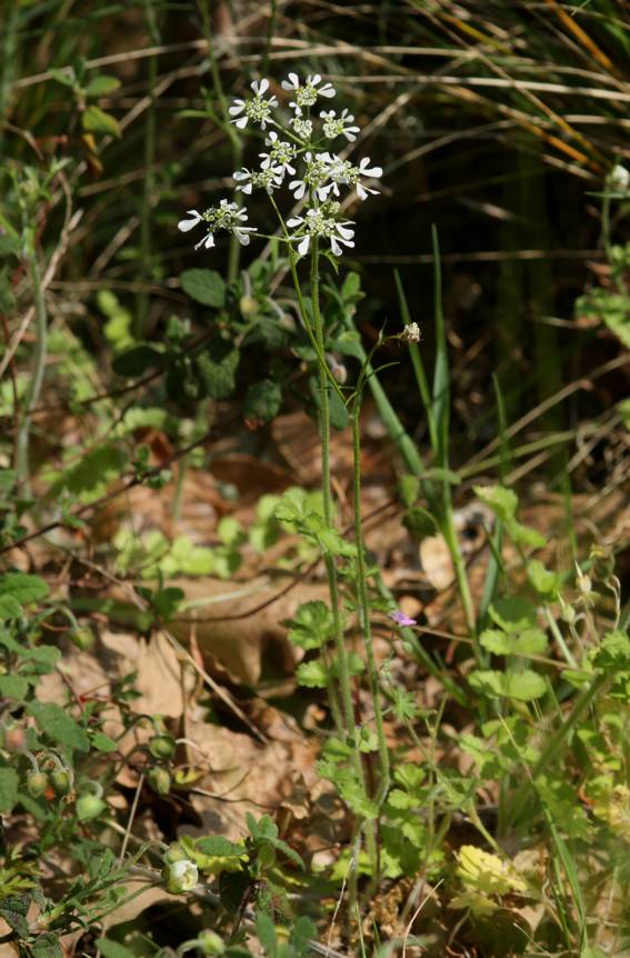 Tordylium apulum / Ombrellini pugliesi