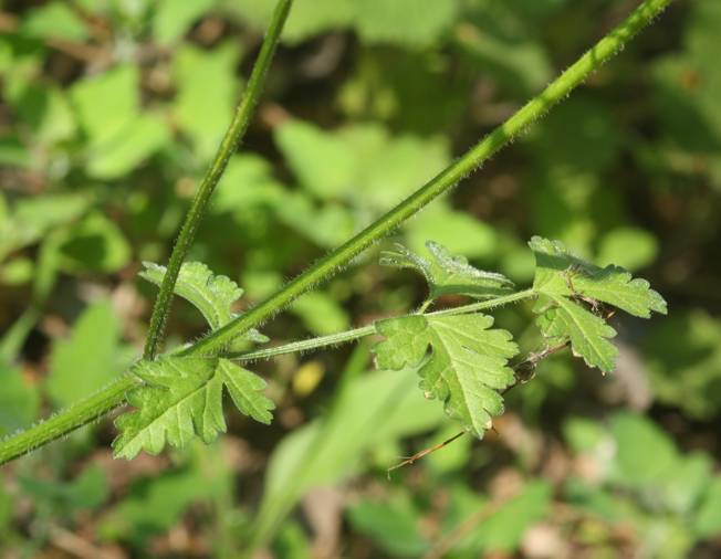 Tordylium apulum / Ombrellini pugliesi