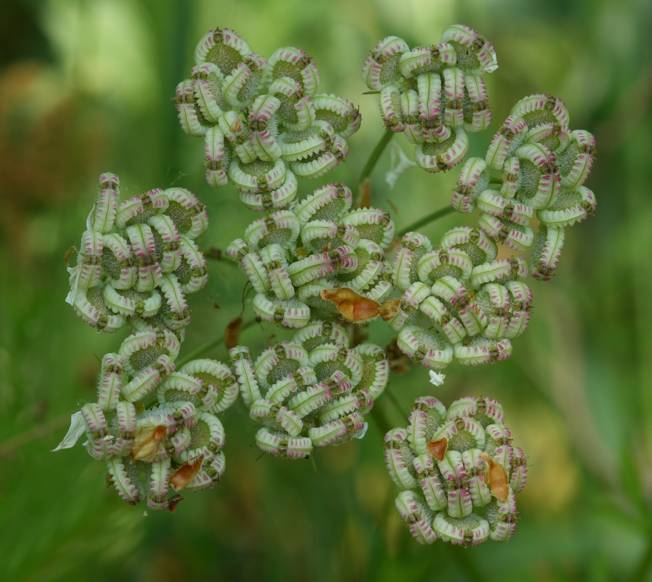 Tordylium apulum / Ombrellini pugliesi