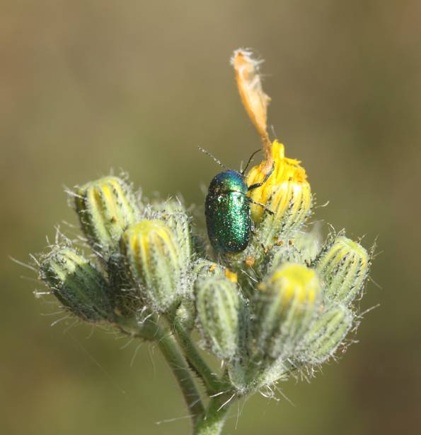 Chrysomelidae: Crytocephalus sp.