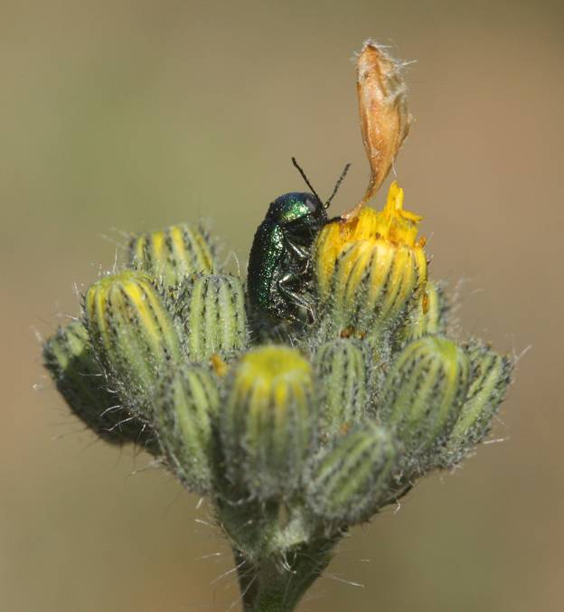 Chrysomelidae: Crytocephalus sp.