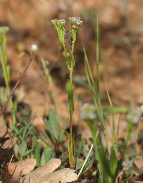 Valerianella sp.