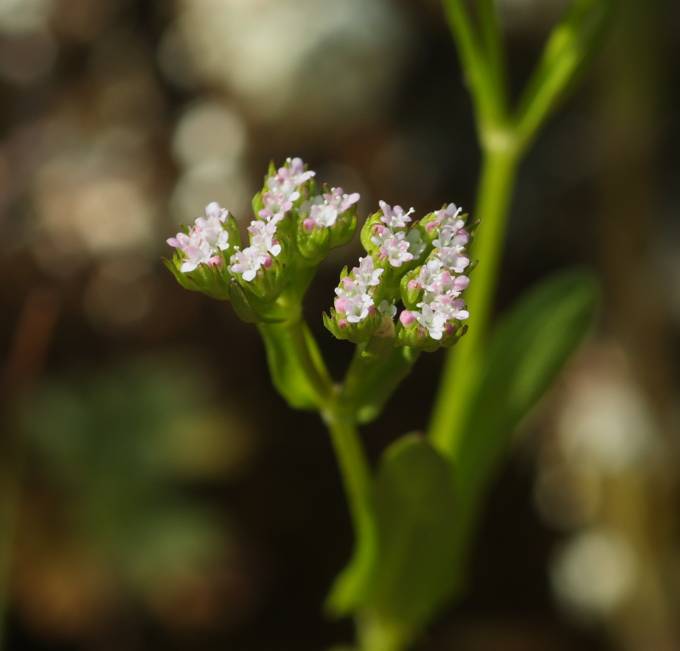 Valerianella sp.