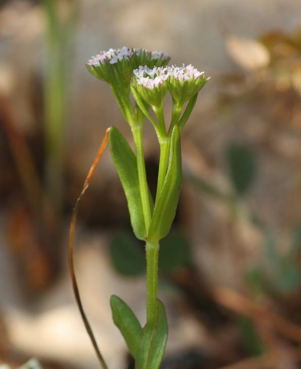 Valerianella sp.